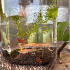 松井ヒレ長メダカ飼育セット✨容器＋水草＋ペア＋ラムズボーンの画像