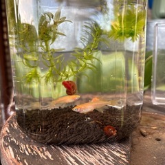 松井ヒレ長メダカ飼育セット✨容器＋水草＋ペア＋ラムズボーンの画像