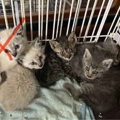約1ヶ月 子猫ちゃん達