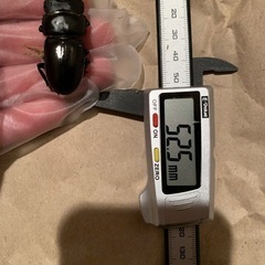 オオクワガタ　オス　単品　