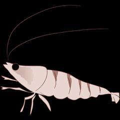 ミナミヌマエビ譲ってください🦐【一旦募集お休みします】