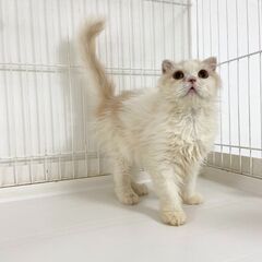 里親募集中！4カ月スコテッシュフォールド♀  - 大阪市