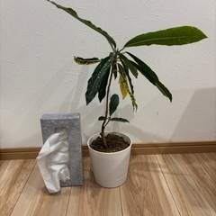 観葉植物★苗木の画像