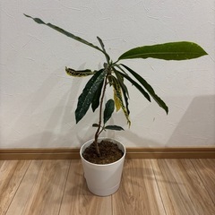観葉植物★苗木