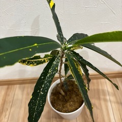 観葉植物★苗木の画像