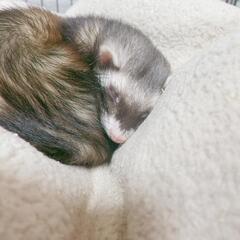 フェレット♀1歳
