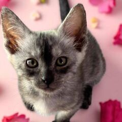 6月28日（土）三鷹で猫の譲渡会🪂🩷☄️babybaby子猫だら...