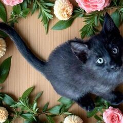 6月28日（土）三鷹で猫の譲渡会🪂🩷☄️babybaby子猫だら...