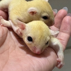 リューシベビー