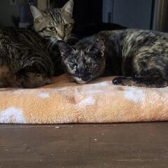 サビ猫  避妊済