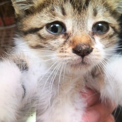 可愛い子猫シャンシャン