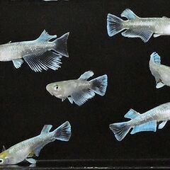 🎏【エメキン】✨２ペア✨計4匹✨🎏の画像