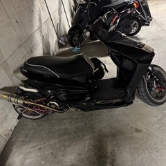シグナス  
の画像
