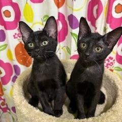 2ヶ月齢　黒猫の兄妹