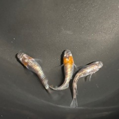   メダカ　　 三色体外光メス２オス1の画像