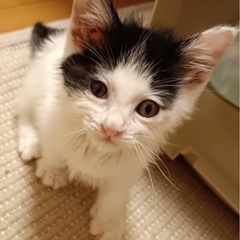 可愛い白黒ちゃんの里親募集します。仮の名前はマルちゃんです。