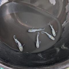 メダカ