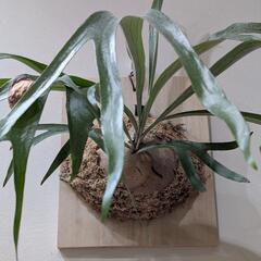 【大株】ビカクシダ　ブルーボーイ(P. Blueboy)　観葉植物　コウモリラン　インテリアグリーンの画像