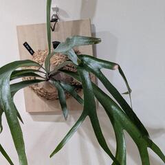 【大株】ビカクシダ　ブルーボーイ(P. Blueboy)　観葉植物　コウモリラン　インテリアグリーンの画像