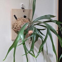 【大株】ビカクシダ　ブルーボーイ(P. Blueboy)　観葉植物　コウモリラン　インテリアグリーンの画像