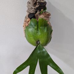 【コルク付】【子株付】アフリカン·オディッティ(P.African oddity)　観葉植物　コウモリランの画像
