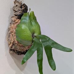 【コルク付】【子株付】アフリカン·オディッティ(P.African oddity)　観葉植物　コウモリランの画像