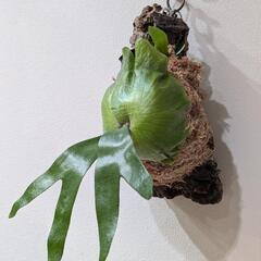 【コルク付】【子株付】アフリカン·オディッティ(P.African oddity)　観葉植物　コウモリランの画像