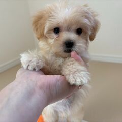 【特典あり!!】総額15万円　ちびちびマルプー