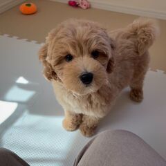 【特典あり!!】総額11万円　色素しっかり！むちむちボディー
