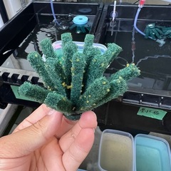 【くーちゃんメダカ】　ゴジラ　メダカ　有精卵15個＋αの画像