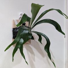 ビカクシダ　メラメラ(Platycerium Meramera)　観葉植物　コウモリラン　インテリアグリーンの画像