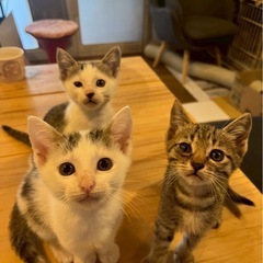 仔猫7匹里親募集‼️😸🧡
