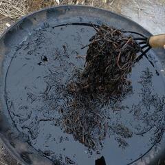 天然乾燥ひじき　鉄釜炊き･天日干し　漁師手作り　山口県防府市富海産　【現金直接取引用】の画像