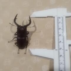 ノコギリクワガタ
