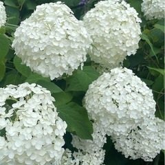 500円〜　めだか　メダカ　めだか卵  の画像
