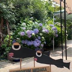 500円〜　めだか　メダカ　めだか卵  の画像