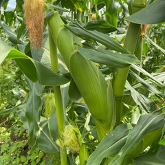 朝採れとうもろこし　訳あり　　①　　の画像