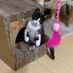 甘えん坊　白黒ハチワレ里親募集 - 里親募集