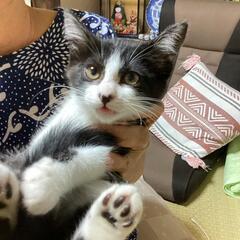 甘えん坊　白黒ハチワレ里親募集