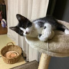 甘えん坊　白黒ハチワレ里親募集 − 広島県