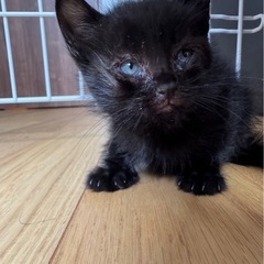 生後3ヶ月の男の子🐈‍⬛