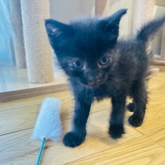 生後3ヶ月の男の子🐈‍⬛ - 猫