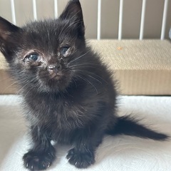 生後3ヶ月の男の子🐈‍⬛ - 市原市