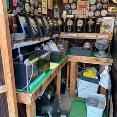 【五桜メダカ】 6月22日　横須賀めだか無人販売