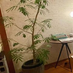 大型エバーフレッシュ