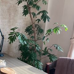 大型エバーフレッシュの画像