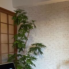 大型エバーフレッシュの画像