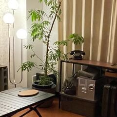 大型エバーフレッシュの画像