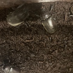 カブトムシ4匹
