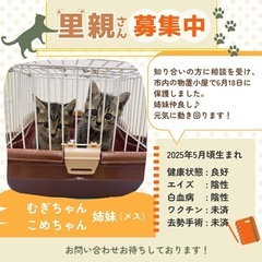 人懐っこい元気姉妹♡仲良し姉妹でずっとのおうちを探していま…